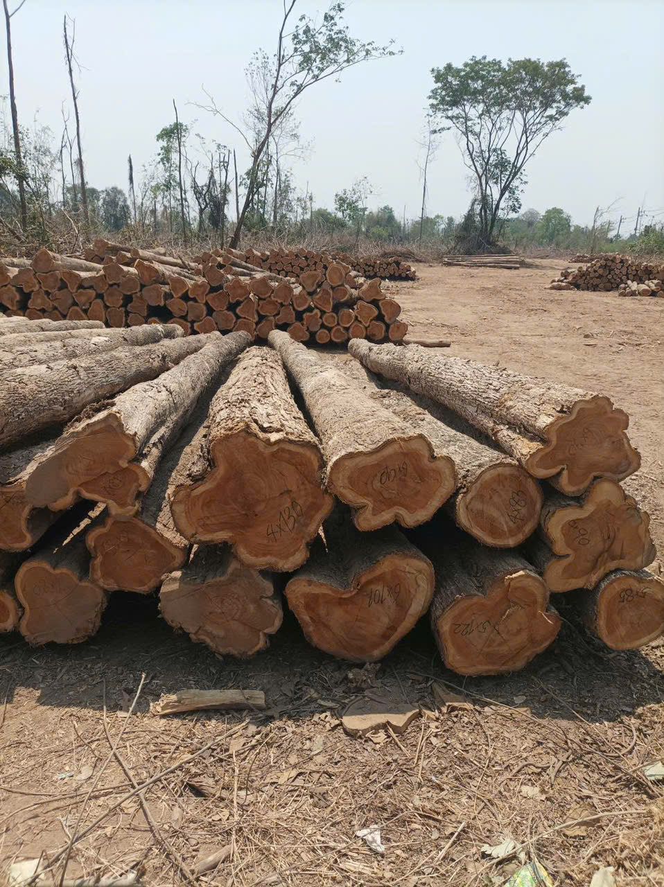 Grumes de teck empilées en extérieur au Laos